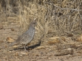 Scaled Quail - Rodeo, New Mexico (at Arizona state line)