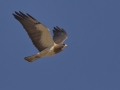 Swainson's Hawk - Rodeo, New Mexico (at Arizona state line)