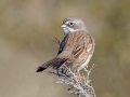 Bell's-Sagebrush Sparrow -West Salome Hwy & Baseline Road, Tonopah, AZ