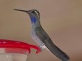 Blue-throated Mountain-gem, Cave Creek Canyon, Cochise County, Arizona, June 14, 2018