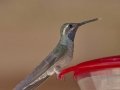 Blue-throated Mountain-gem, Cave Creek Canyon, Cochise County, Arizona, June 14, 2018