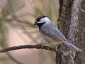 Mexican Chickadee - Barfoot Park, Cochise County, Arizona, June 13, 2018