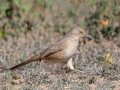 Bendire's Thrasher - West Salome Hwy & Baseline Road, Tonopah, AZ
