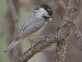 Mexican Chickadee - Barfoot Park, Cochise County, Arizona, June 13, 2018