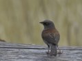 Yellow-eyed Junco - Barfoot Park, Cochise County, Arizona, June 13, 2018rk