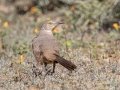 Bendire's Thrasher - West Salome Hwy & Baseline Road, Tonopah, AZ