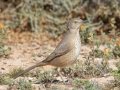 Bendire's Thrasher - West Salome Hwy & Baseline Road, Tonopah, AZ