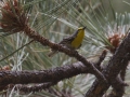 Grace's Warbler - Ramsey Canyon Preserve, Cochise County, Arizona, June 11, 2018