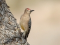 Gila Woodpecker - Estrella Mountain Regional Park, Goodyear, AZ