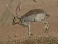 Antelope Jackrabbit -  Amado WTP. Pima County, Arizona, June 5, 2018