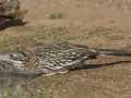Greater Roadrunner -Amado WTP. Pima County, Arizona, June 5, 2018