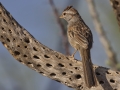 Rufous-winged Sparrow - De Anza Trail--Elephant Head Rd. Pima County, Arizona, June 5, 2018