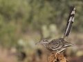 Greater Roadrunner - Amado WTP. Pima County, Arizona, June 5, 2018
