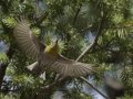Olive Warbler - Barfoot Park, Cochise County, Arizona, June 13, 2018