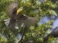 Olive Warbler - Barfoot Park, Cochise County, Arizona, June 13, 2018