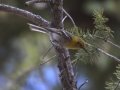 Olive Warbler - Barfoot Park, Cochise County, Arizona, June 13, 2018