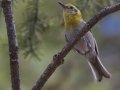 Olive Warbler - Barfoot Park, Cochise County, Arizona, June 13, 2018