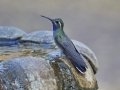 Blue-throated Mountain-gem, Cave Creek Canyon, Cochise County, Arizona, June 14, 2018