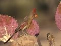 Northern Cardinal - Amado WTP. Pima County, Arizona, June 5, 2018