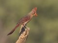 Northern Cardinal - De Anza Trail--Elephant Head Rd. Pima County, Arizona, June 5, 2018