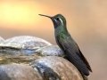Blue-throated Mountain-gem, Cave Creek Canyon, Cochise County, Arizona, June 14, 2018