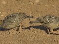 Gambel's Quail - De Anza Trail--Elephant Head Rd,  Pima County,  Arizona, June 5, 2018