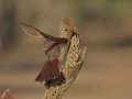 Northern Cardinal  - Amado WTP. Pima County, Arizona, June 5, 2018