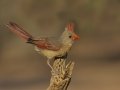 Northern Cardinal - De Anza Trail--Elephant Head Rd. Pima County, Arizona, June 5, 2018