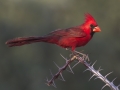 Northern Cardinal - Amado WTP. Pima County, Arizona, June 5, 2018