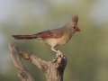 Northern Cardinal - De Anza Trail--Elephant Head Rd,  Pima County,  Arizona, June 5, 2018
