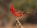 Northern Cardinal - De Anza Trail--Elephant Head Rd,  Pima County,  Arizona, June 5, 2018
