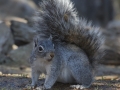 Arizona Gray Squirrel -  Amado WTP. Pima County, Arizona, June 5, 2018
