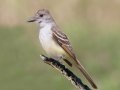 Ash-throated Flycatcher
