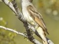 Ash-throated Flycatcher