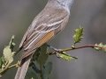 Ash-throated Flycatcher