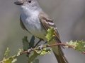 Ash-throated Flycatcher
