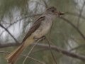 Ash-throated Flycatcher