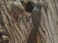 Ash-throated Flycatcher