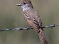Ash-throated Flycatcher