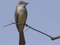 Ash-throated Flycatcher