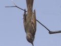 Ash-throated Flycatcher
