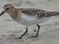 Baird's Sandpiper Baird's Sandpiper
