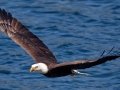 Bald Eagle - Lake Jennings