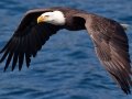 Bald Eagle - Lake Jennings