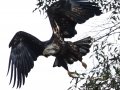 Bald Eagle - Lake Wohlford