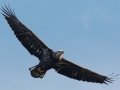 Bald Eagle - Lake Wohlford