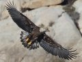Bald Eagle - Lake Wohlford