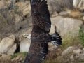 Bald Eagle - Lake Wohlford
