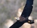 Bald Eagle - Lake Wohlford