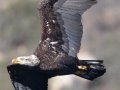 Bald Eagle - Lake Wohlford